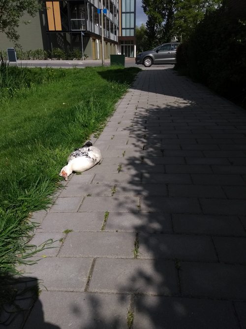 11 mei 2020 dood