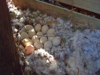 Nest2