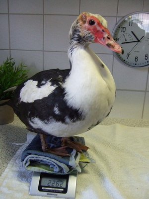 Emmie
